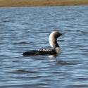 Arctic loon in the water.